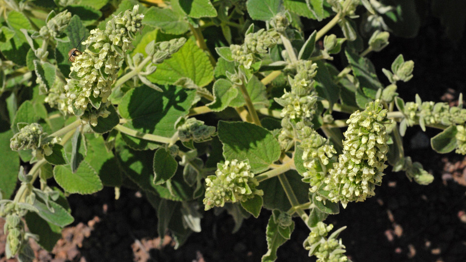 Sideritis discolor