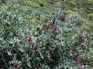 Salvia canariensis