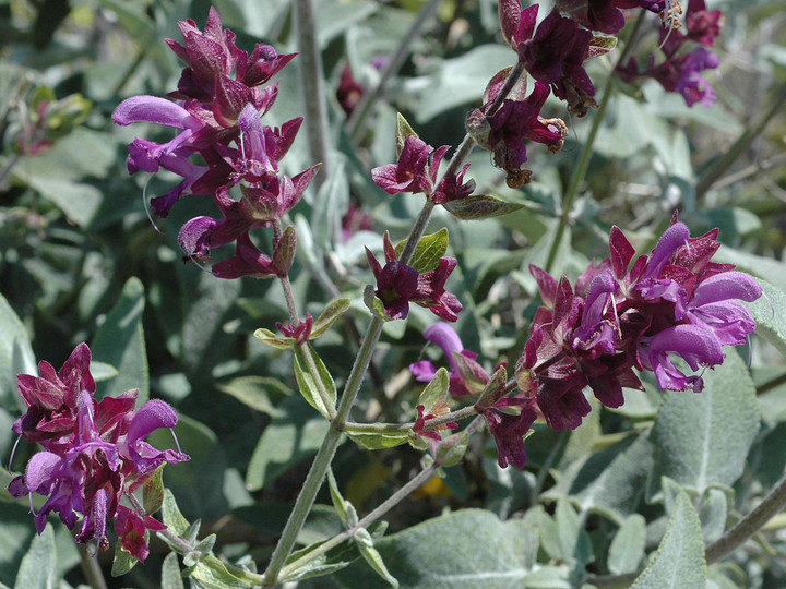 Salvia canariensis