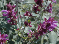 Salvia canariensis