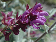 Salvia canariensis