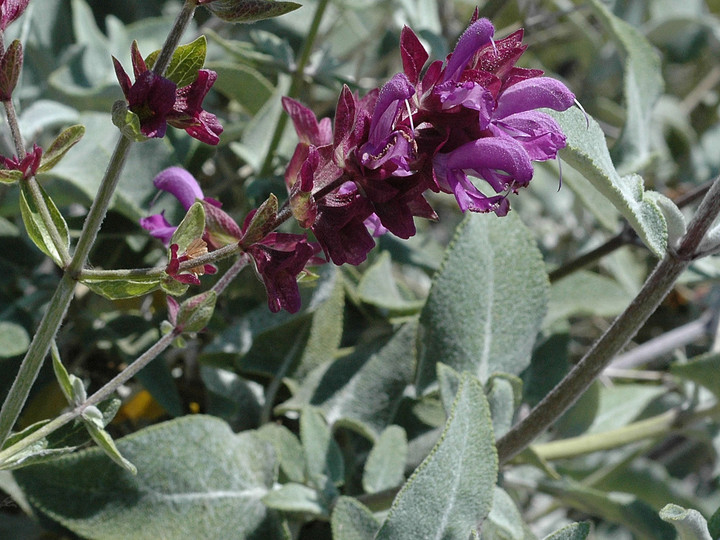 Salvia canariensis