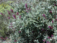 Salvia canariensis