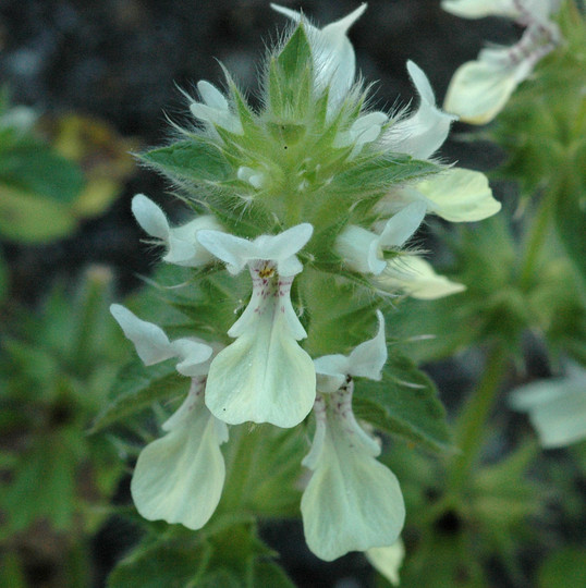 Stachys ocymastrum