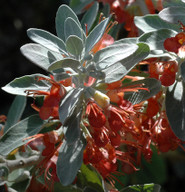 Teucrium heterophyllum