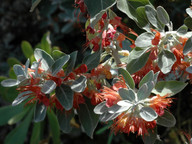 Teucrium heterophyllum