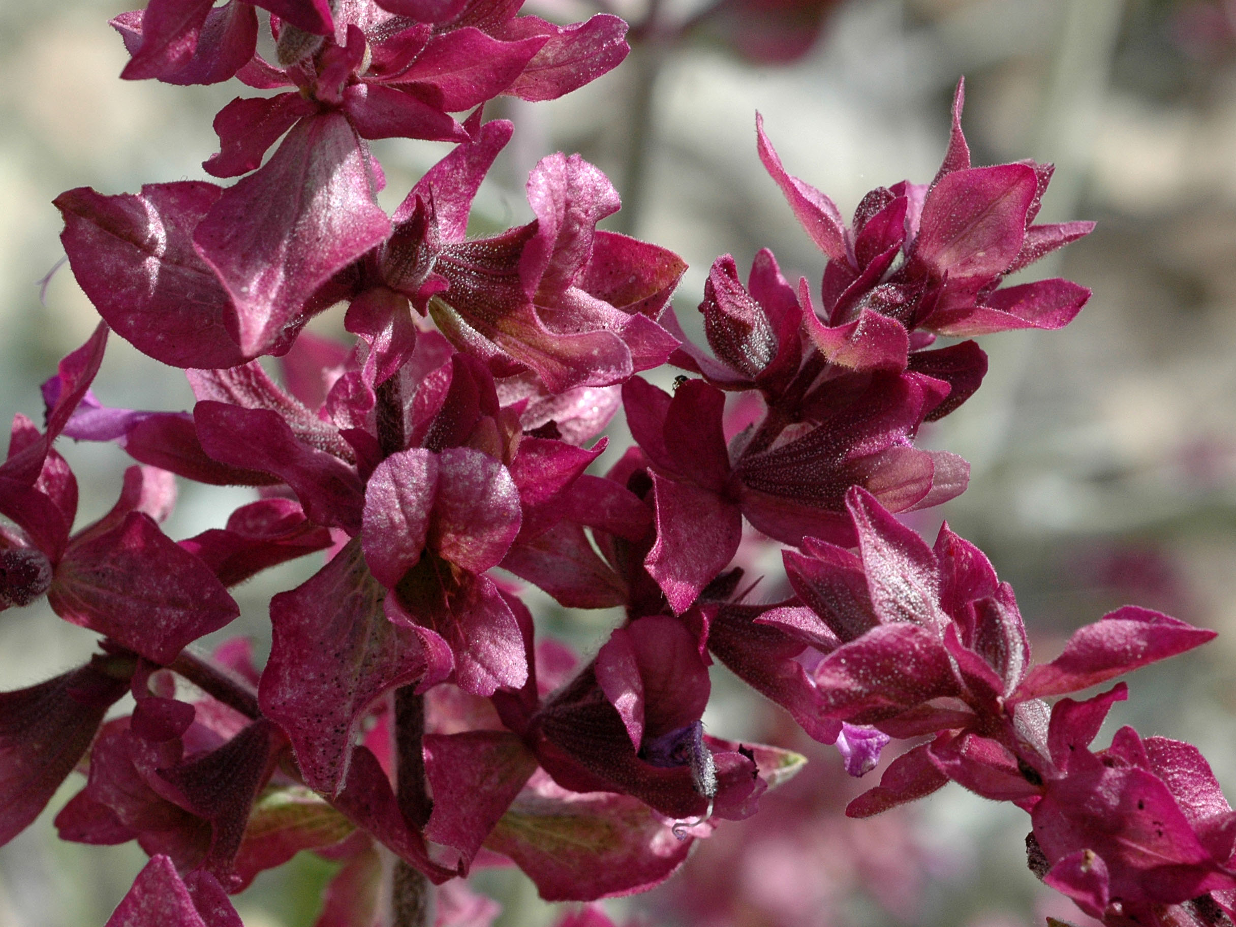Salvia canariensis
