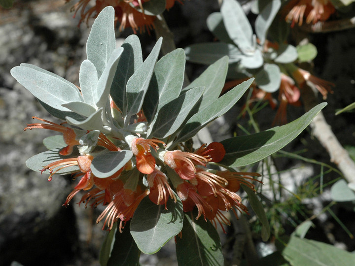 Teucrium heterophyllum