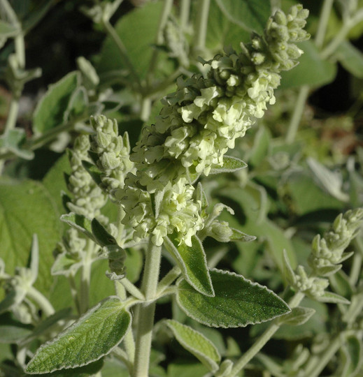 Sideritis discolor