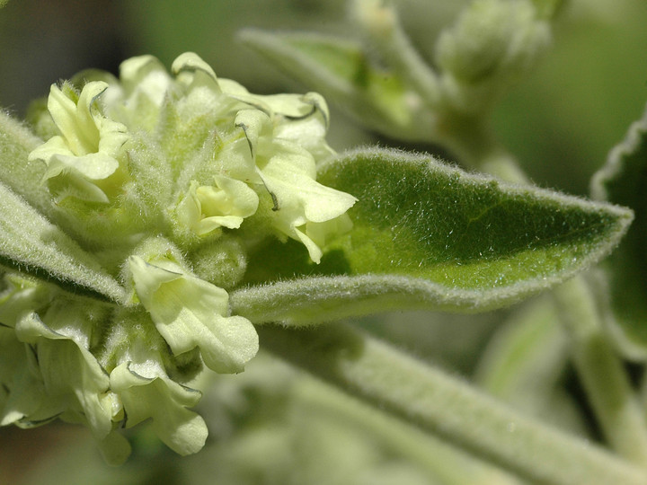 Sideritis discolor