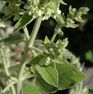 Sideritis discolor