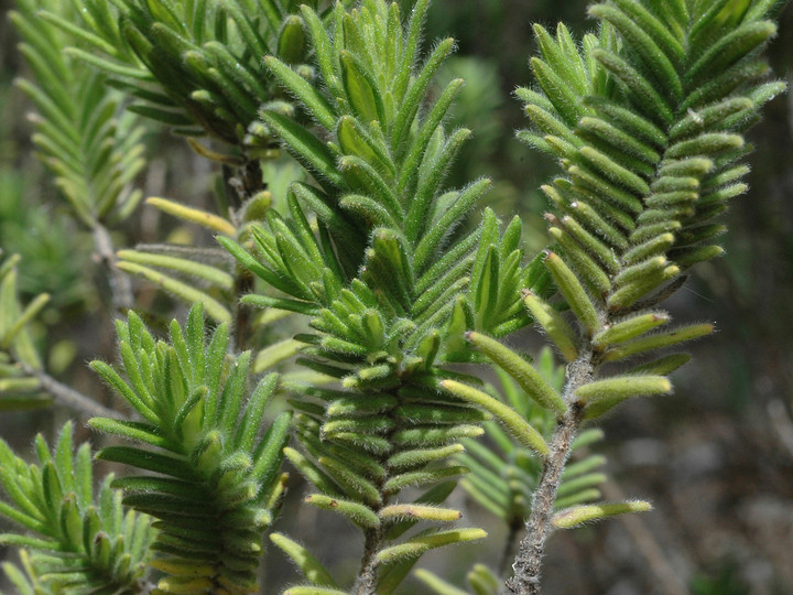 Micromeria pineolens