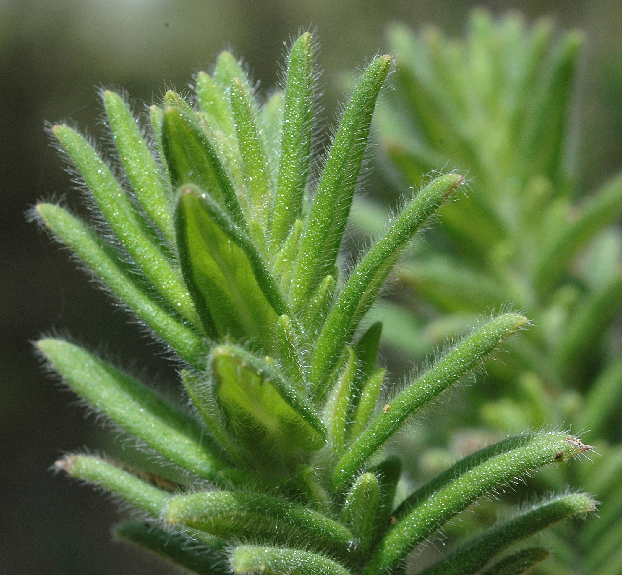 Micromeria pineolens