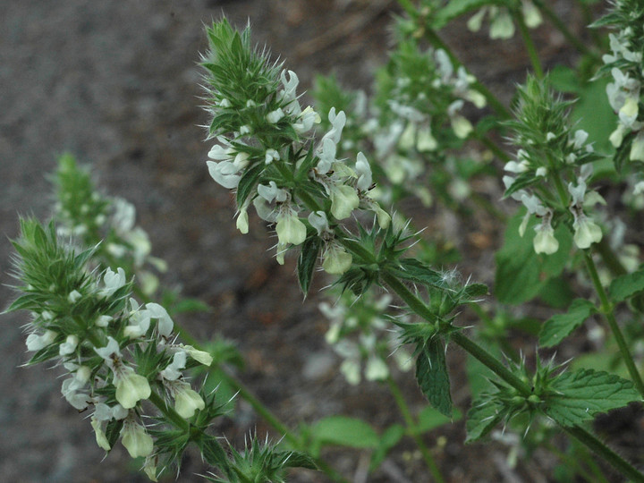 Stachys ocymastrum