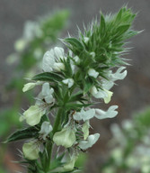 Stachys ocymastrum