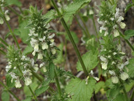 Stachys ocymastrum