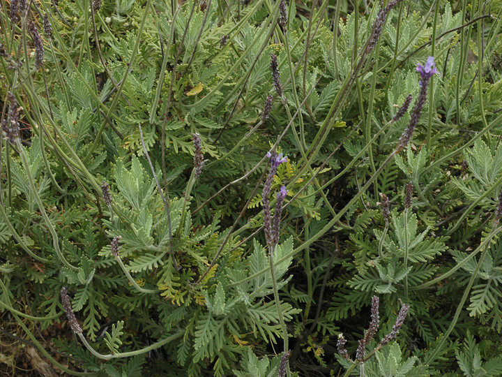 Lavandula minutolii