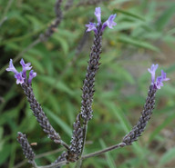 Lavandula minutolii