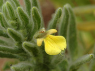 Ajuga iva var. pseudiva