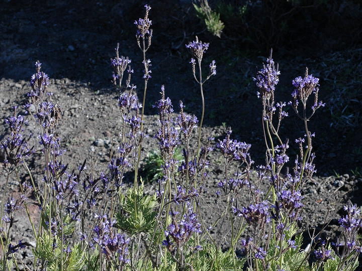 Lavandula buchii