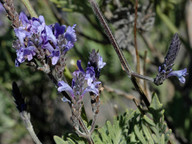 Lavandula buchii