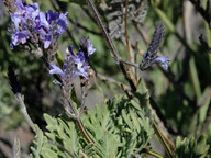 Lavandula buchii