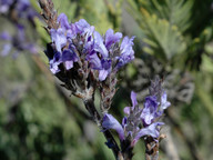 Lavandula buchii