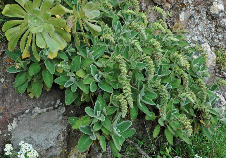 Sideritis gomerae