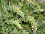 Sideritis gomerae