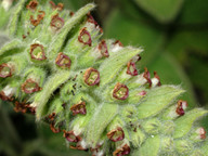 Sideritis gomerae