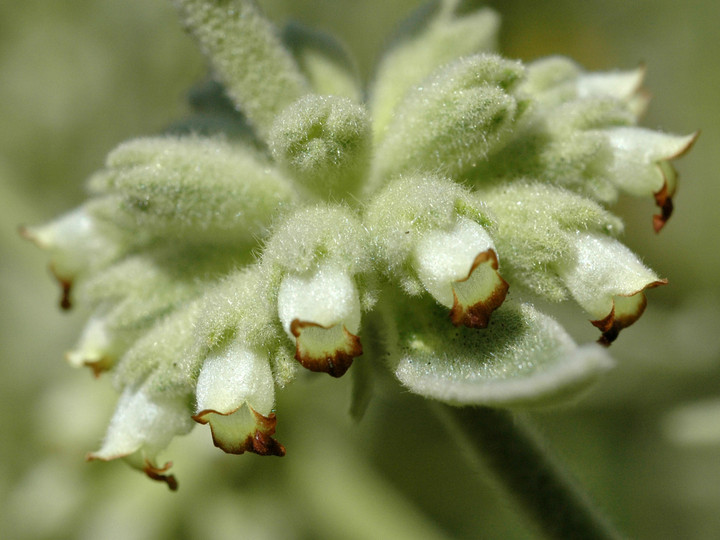 Sideritis lotsyi