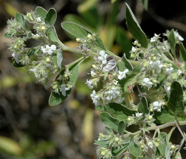 Bystropogon origanifolius