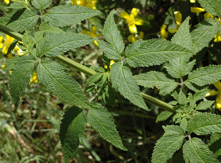 Cedronella canariensis