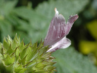 Cedronella canariensis