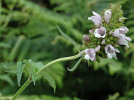 Cedronella canariensis