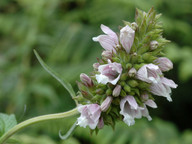 Cedronella canariensis