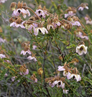 Lasiopetalum sp. ?molle