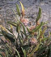 Lasiopetalum drummondii