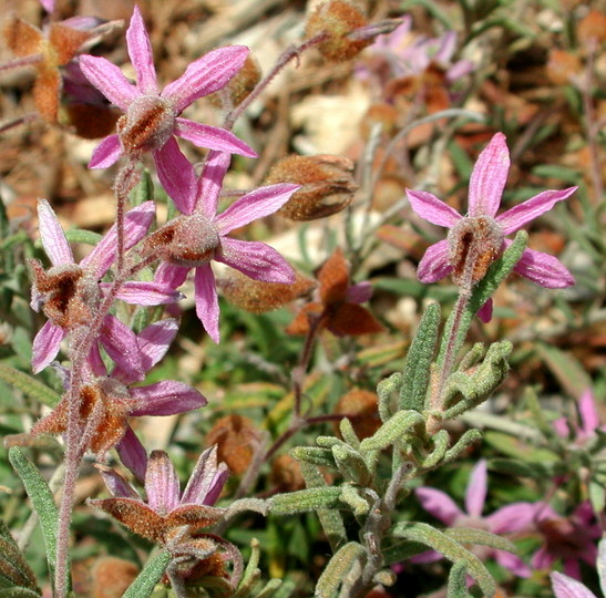 Lasiopetalum involucratum