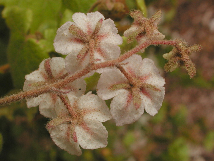 Lasiopetalum sp.