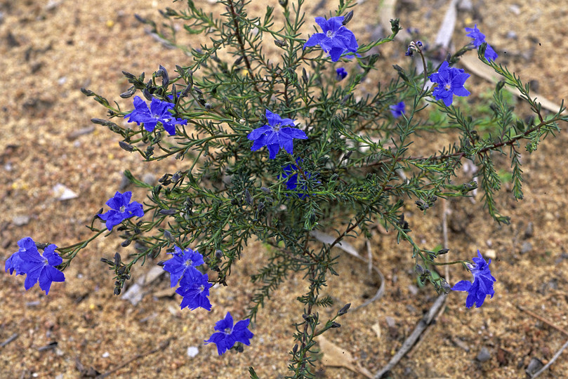 Lechenaultia biloba