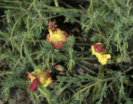 Lechenaultia linarioides