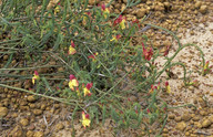 Lechenaultia linarioides