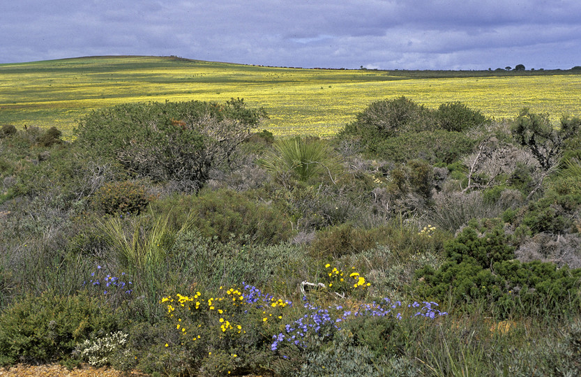 Lechenaultia biloba