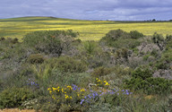 Lechenaultia biloba