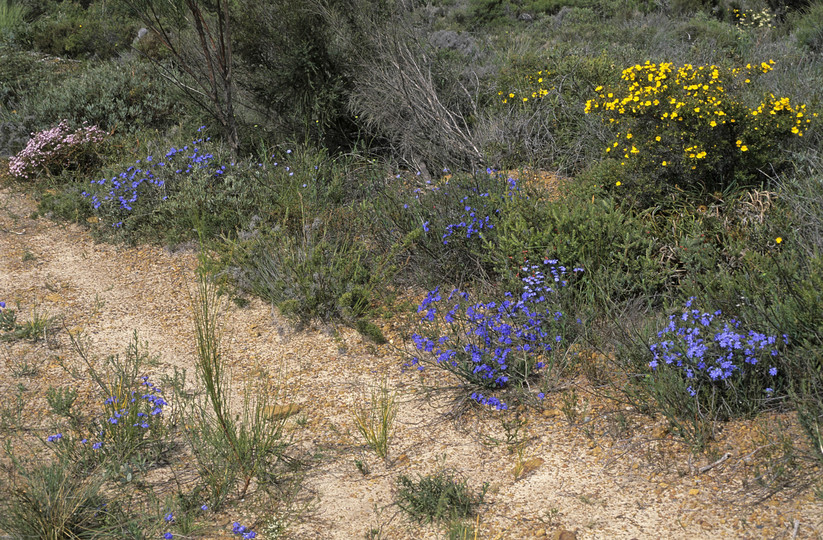 Lechenaultia biloba