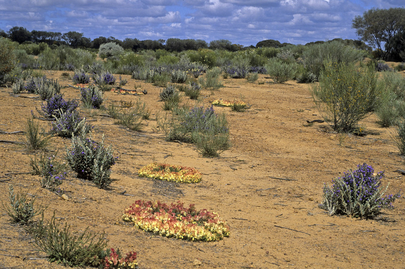 Lechenaultia macrantha