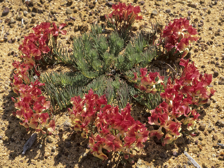 Lechenaultia macrantha