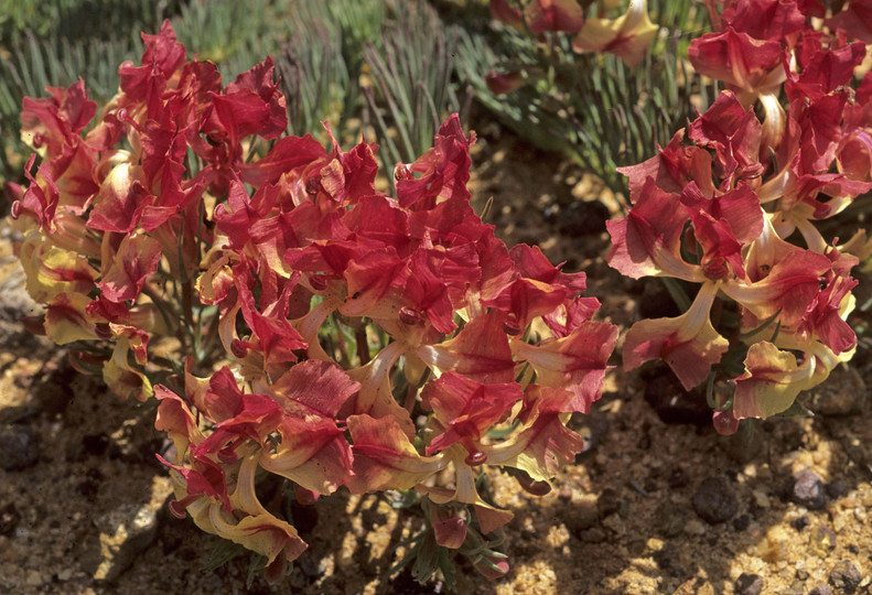 Lechenaultia macrantha