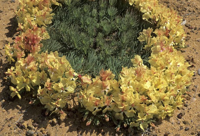 Lechenaultia macrantha